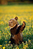 BEA 03 TK0007 01
Grizzly Bear Cub Playing In Field Of Dandelions