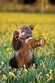 BEA 03 TK0008 01
Grizzly Bear Cub Playing In Field Of Dandelions