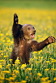BEA 03 TK0009 01
Grizzly Bear Cub Playing In Field Of Dandelions