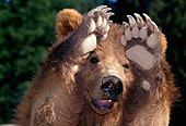 BEA 03 TK0010 01
Head On Head Shot Of Grizzly Bear Holding Paws Up