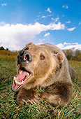 BEA 03 TK0011 01
Grizzly Bear Laying On Ground Roaring At Camera Rocky Mountains