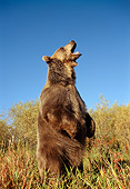 BEA 03 TK0012 01
Grizzly Bear Standing And Roaring Rocky Mountains