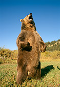 BEA 03 TK0013 01
Grizzly Bear Standing And Roaring Rocky Mountains