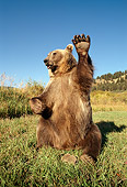 BEA 03 TK0014 01
Grizzly Bear Sitting And Waving Rocky Mountains