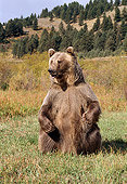 BEA 03 TK0015 01
Grizzly Bear Sitting In Field By Hills And Trees Rocky Mountains
