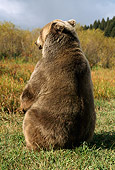 BEA 03 TK0016 01
Rear View Of Grizzly Bear Sitting In Field Rocky Mountains