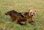 BEA 03 TK0017 01
Grizzly Bear Playing In Field Rocky Mountains