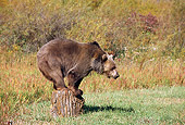 BEA 03 TK0018 01
Grizzly Bear Standing On Log In Field Rocky Mountains