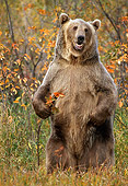 BEA 03 TK0019 01
Grizzly Bear Standing In Field Rocky Mountains