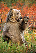 BEA 03 TK0020 01
Grizzly Bear Sitting In Field Waving Rocky Mountains
