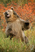 BEA 03 TK0021 01
Grizzly Bear Sitting In Field Rocky Mountains