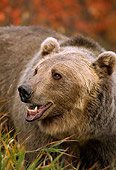 BEA 03 TK0022 01
Close-Up Of Grizzly Bear Standing In Field Rocky Mountains