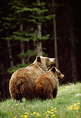 BEA 03 TK0024 01
Rear View Of Grizzly Bear Sow And Cub Standing In Field By Woods Rocky Mountains