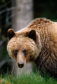 BEA 03 TK0025 01
Shoulder Shot Of Grizzly Bear Standing On Grass Rocky Mountains