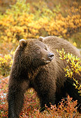 BEA 03 TK0026 01
Grizzly Bear Walking Through Shrubs Autumn Alaska