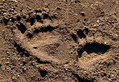 BEA 03 TK0027 01
Grizzly Bear Tracks In Dirt Alaska