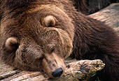 BEA 03 TL0001 01
Grizzly Bear Sleeping