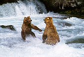 BEA 03 TL0002 01
Two Grizzly Bears Playing In Water