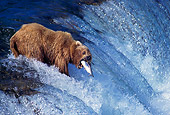 BEA 03 TL0004 01
Grizzly Bear Standing At Waterfall Catching Fish