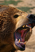 BEA 03 TL0005 01
Portrait Head Shot Of Grizzly Bear Growling