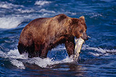 BEA 03 TL0006 01
Coastal Grizzly Bear With Salmon In Mouth Alaska
