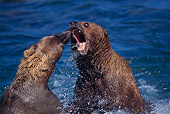 BEA 03 TL0007 01
Two Coastal Grizzly Bears Playing In Water