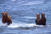 BEA 03 TL0008 01
Coastal Grizzly Bear Mom Fish While Young Cubs Wait