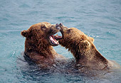 BEA 03 TL0009 01
Head Shot Of Two Coastal Grizzly Bears Wresting In Water