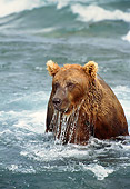 BEA 03 TL0010 01
Head Shot Of Coastal Grizzly Bear Playing In Surf