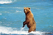 BEA 03 TL0011 01
Coastal Grizzly Bear Standing On Hind Legs In Turbulent River