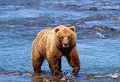 BEA 03 TL0012 01
Coastal Grizzly Bear Walking Along Riverbank