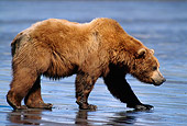 BEA 03 TL0013 01
Profile Of Coastal Grizzly Bear Walking Along Riverbank