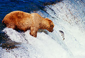 BEA 03 TL0015 01
Coastal Grizzly Bear Catching Salmon At Rapids