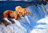 BEA 03 TL0016 01
Two Coastal Grizzly Bears Catching Salmon At Rapids