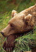 BEA 03 TL0018 01
Head Shot Of Coastal Grizzly Bear Sleeping