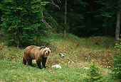 BEA 03 TL0021 01
Grizzly Bear Standing On Grass At Edge Of Woods