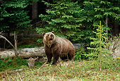 BEA 03 TL0022 01
Grizzly Bear Standing By Log At Edge Of Woods