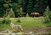 BEA 03 TL0023 01
Grizzly Bear And Coyote Walking Near Edge Of Woods