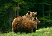 BEA 03 TL0024 01
Grizzly Bear Sow And Cub Standing On Grass Hillside Woods