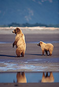BEA 03 TL0025 01
Grizzly Bear Sow And Cub Standing On Beach