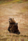 BEA 03 TL0027 01
Grizzly Bear Scratching In Field