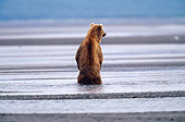 BEA 04 BA0001 01
Kodiak Bear Standing On Hind Legs In Water