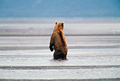 BEA 04 BA0002 01
Kodiak Bear Standing On Hind Legs In Water