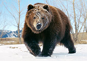 BEA 04 GL0001 01
Kodiak Bear Walking On Snow