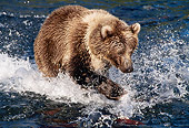 BEA 04 MC0001 01
Kodiak Bear Chasing Salmon In River Alaska