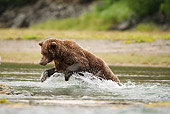 BEA 04 MC0002 01
Kodiak Bear Chasing Salmon In River Alaska