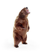 BEA 04 RK0001 08
Kodiak Bear Standing Upright On White Seamless Studio