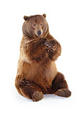 BEA 04 RK0019 01
Kodiak Bear Sitting On White Seamless Background