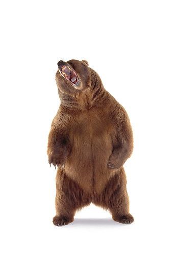 bear with long legs amazon