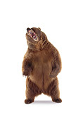 BEA 04 RK0022 03
Kodiak Bear Standing On Hind Legs Growling On White Seamless